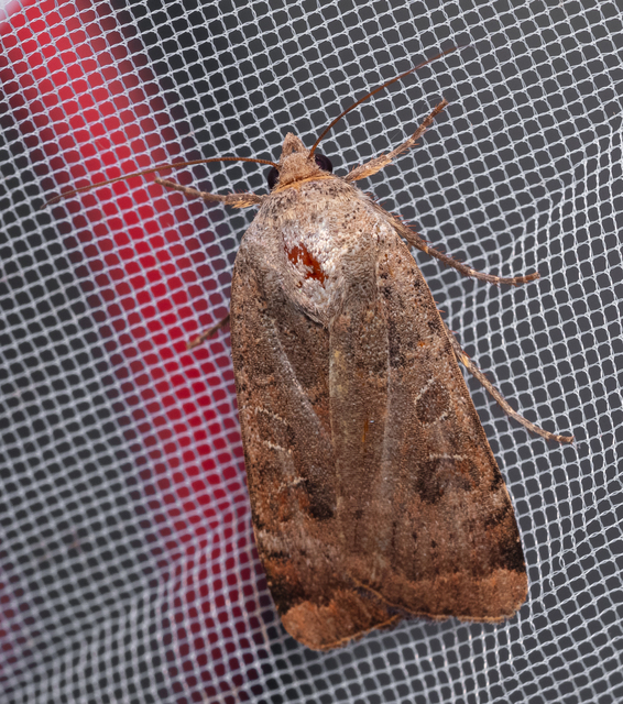 Noctua interposita - köztes sárgafűbagoly