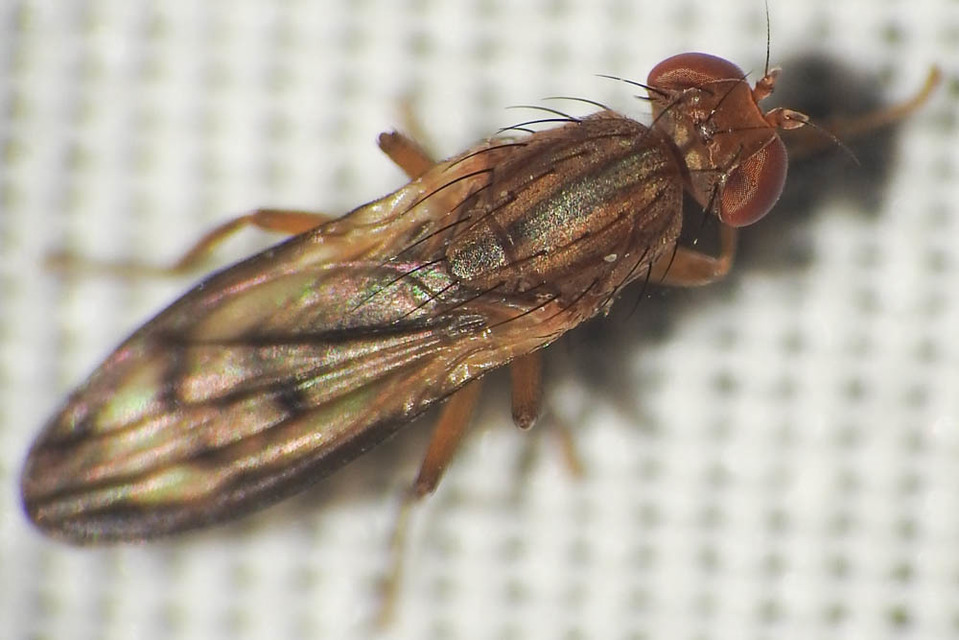 Opomyzidae - földilégyfélék