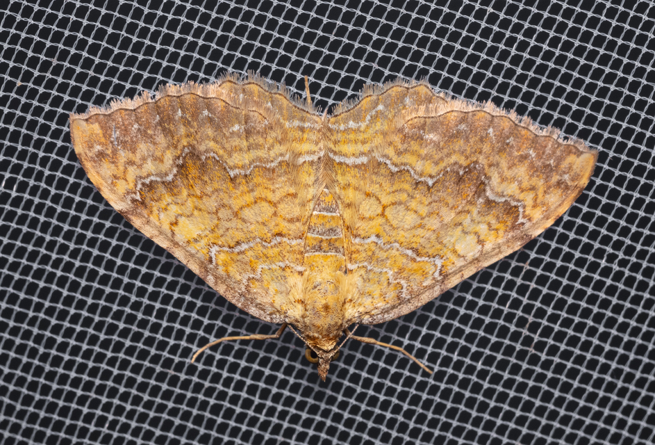 Camptogramma bilineata - kétvonalas sávosaraszoló