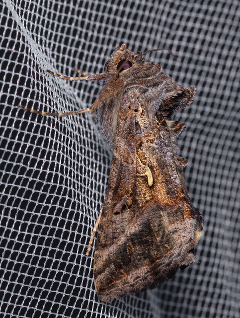Autographa gamma - gammalepke