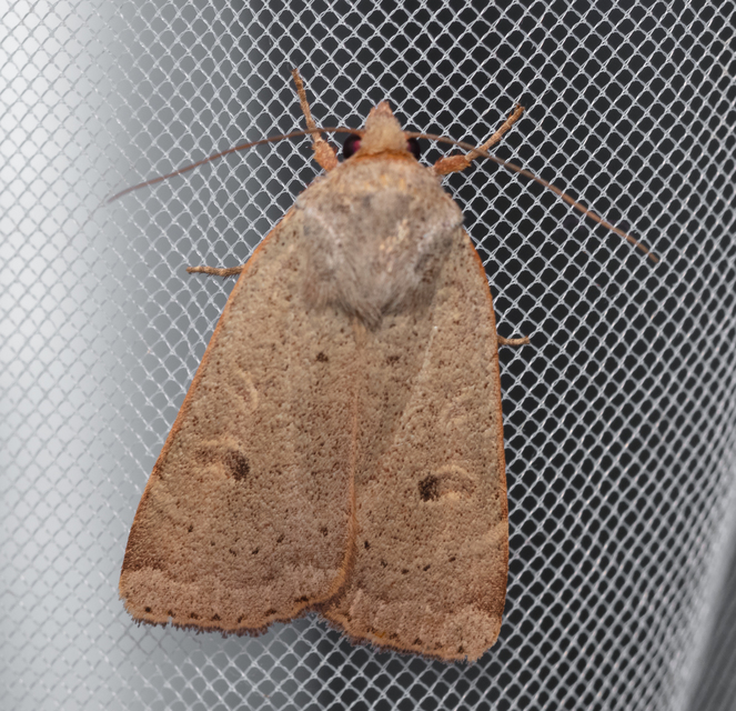 Noctua comes - kis sárgafűbagoly