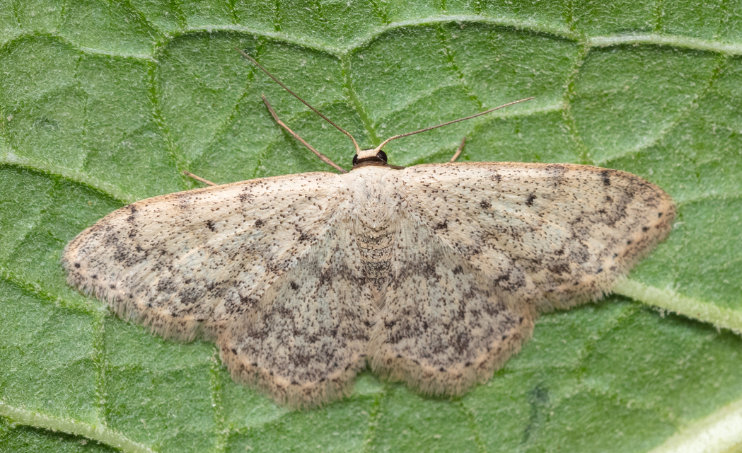 Scopula marginepunctata - pettyes sávosaraszoló