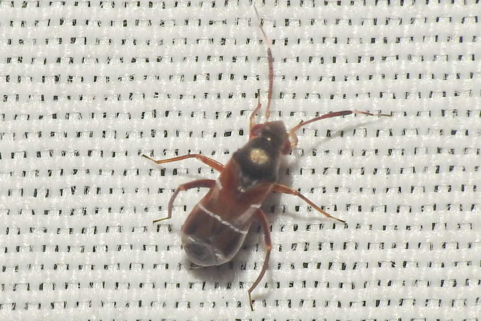 Pilophorus Pilophorus