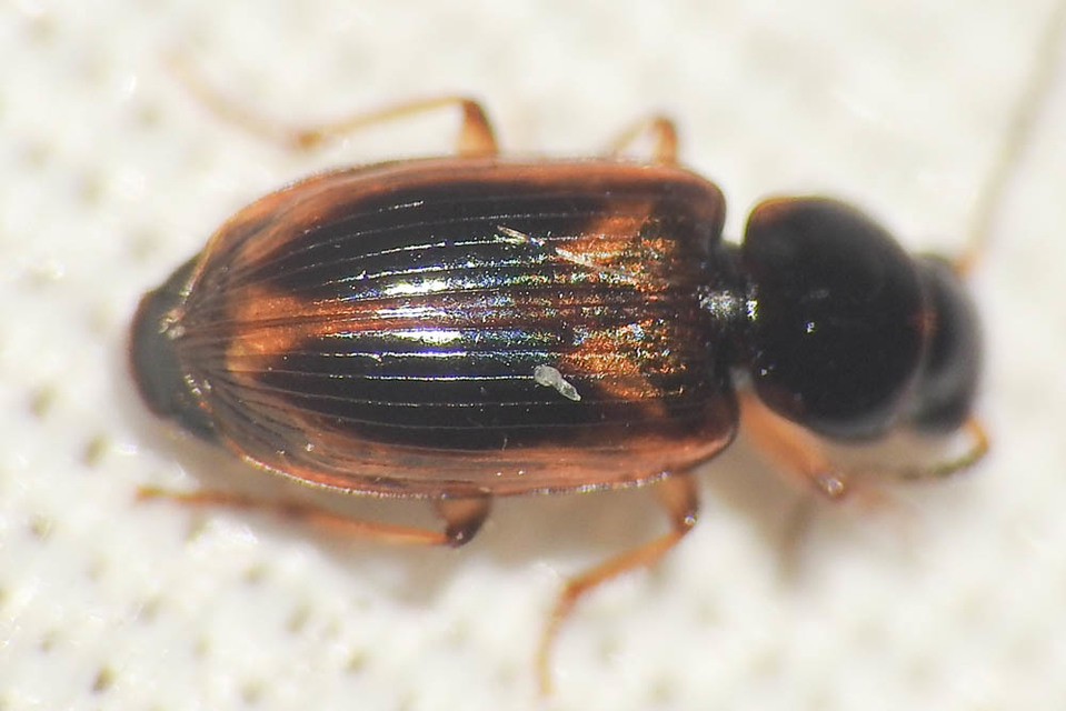 Acupalpus maculatus - vállfoltos törpefutonc