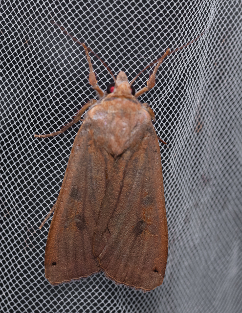 Noctua pronuba - nagy sárgafűbagoly