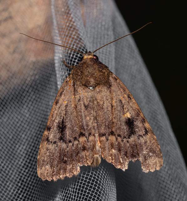 Amphipyra berbera/pyramidea