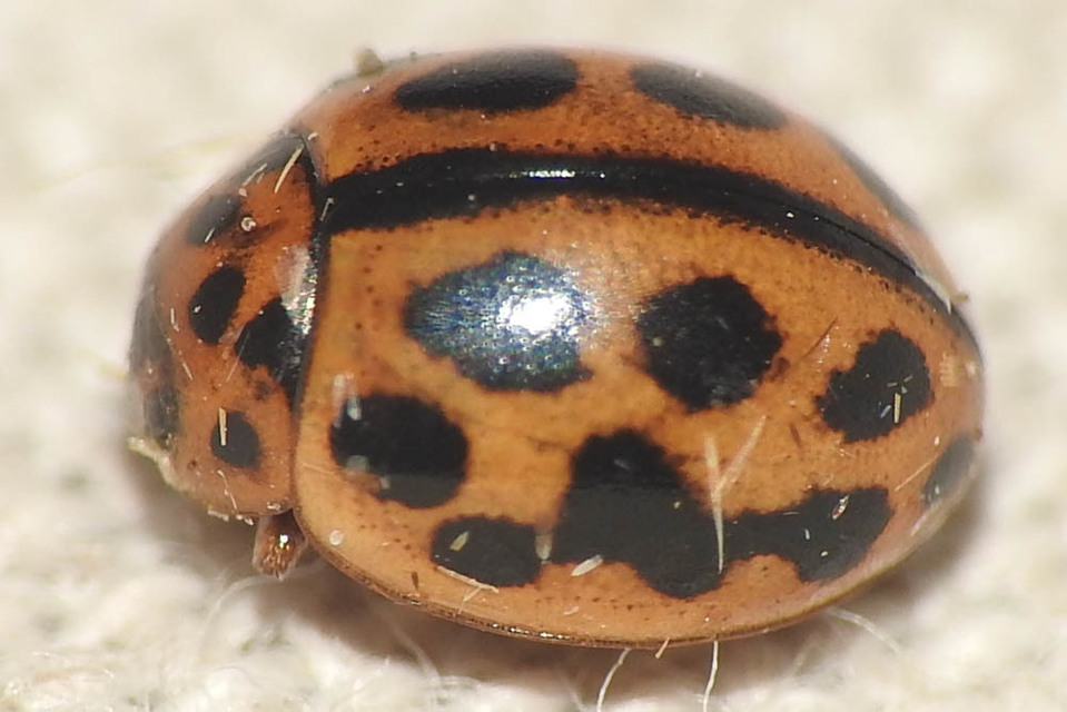 Tytthaspis sedecimpunctata - tizenhatpettyes katica