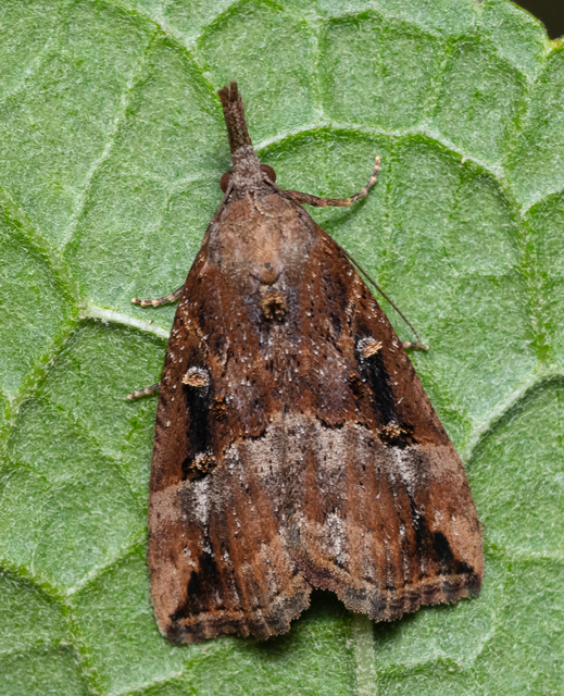 Hypena rostralis - közönséges karcsúbagoly