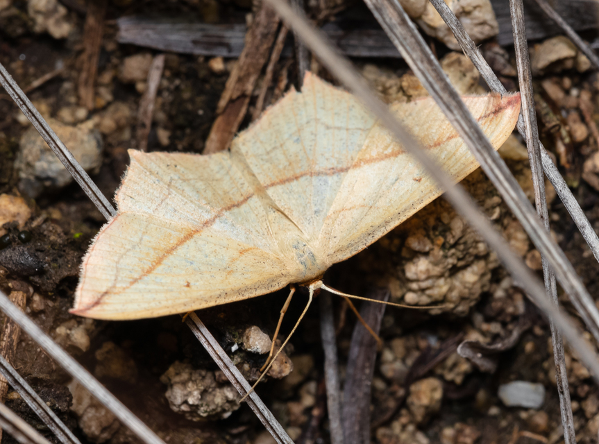 Timandra comae - piroscsíkos csipkésaraszoló