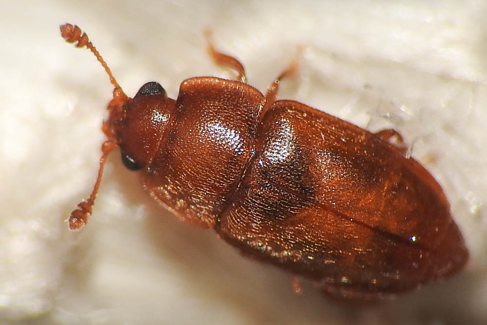 Epuraea Epuraea