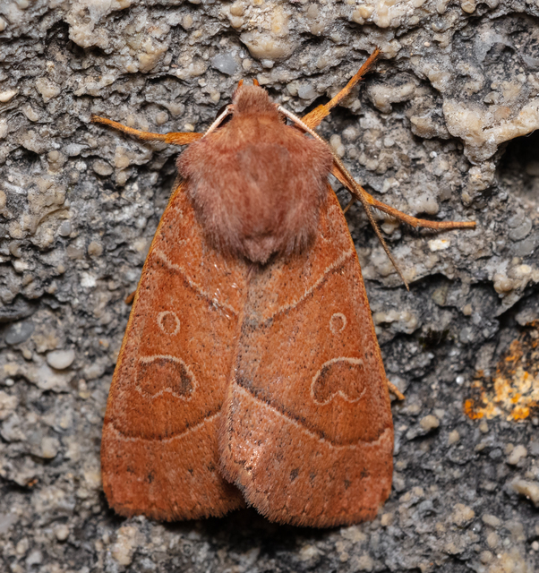 Mesogona acetosellae - madársóskabagoly