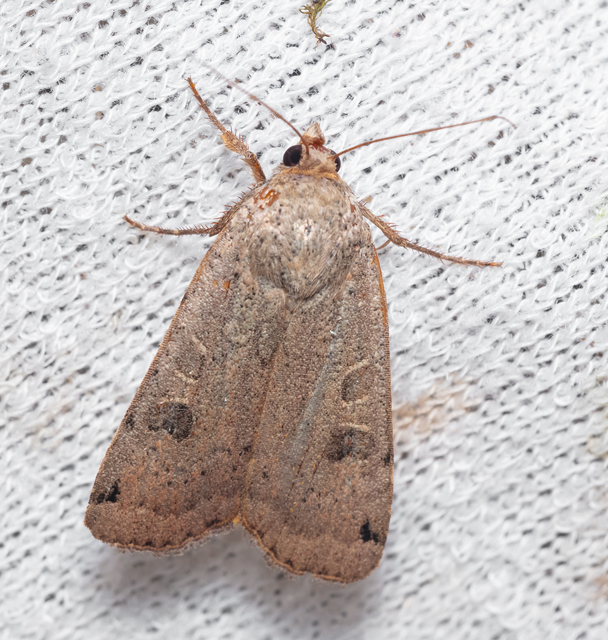 Noctua orbona - foltos sárgafűbagoly