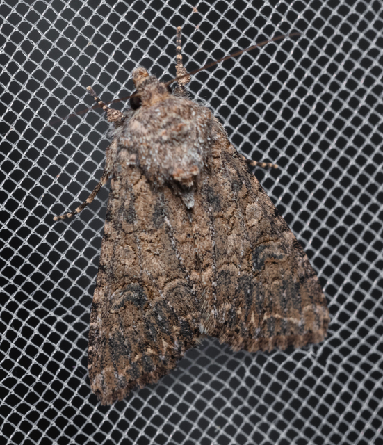 Hadula trifolii - lóherebagoly