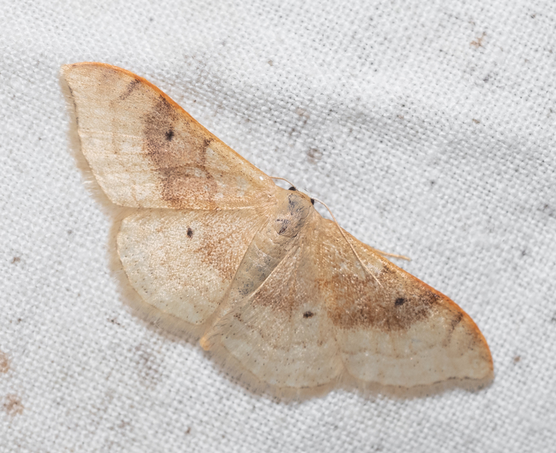 Idaea degeneraria - barnasávos araszoló