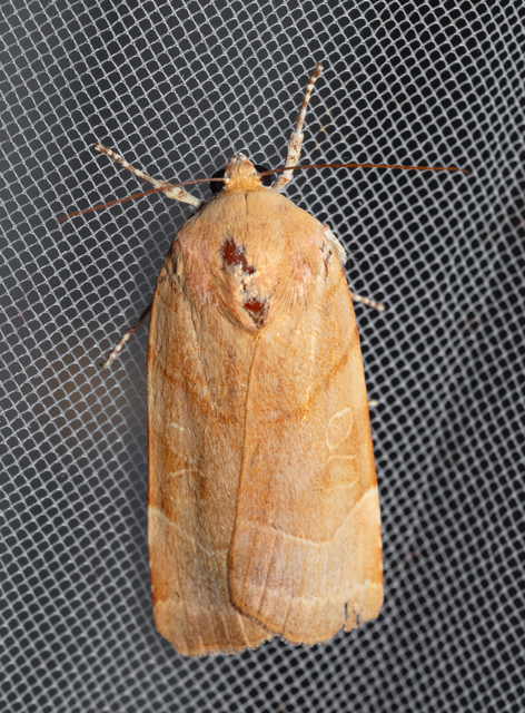 Noctua fimbriata - szélessávú sárgafűbagoly