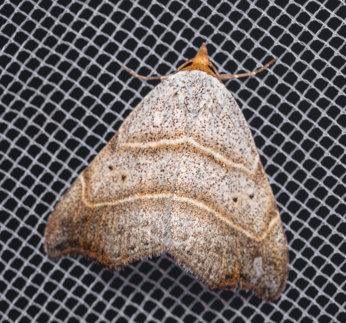 Laspeyria flexula - zuzmóbagoly