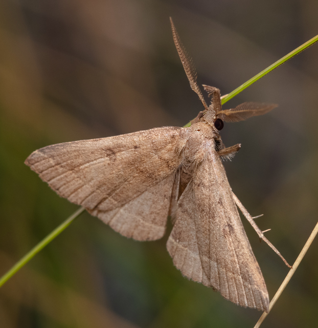 Pechipogo plumigeralis - tollascsápú karcsúbagoly