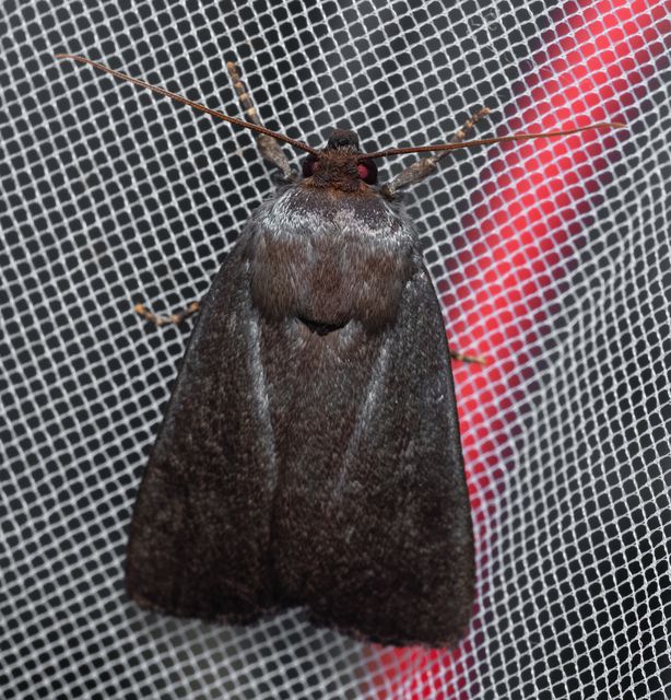 Amphipyra livida - zsírfényű bagoly