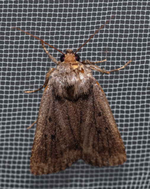 Amphipyra tragopoginis - bakszakállbagoly