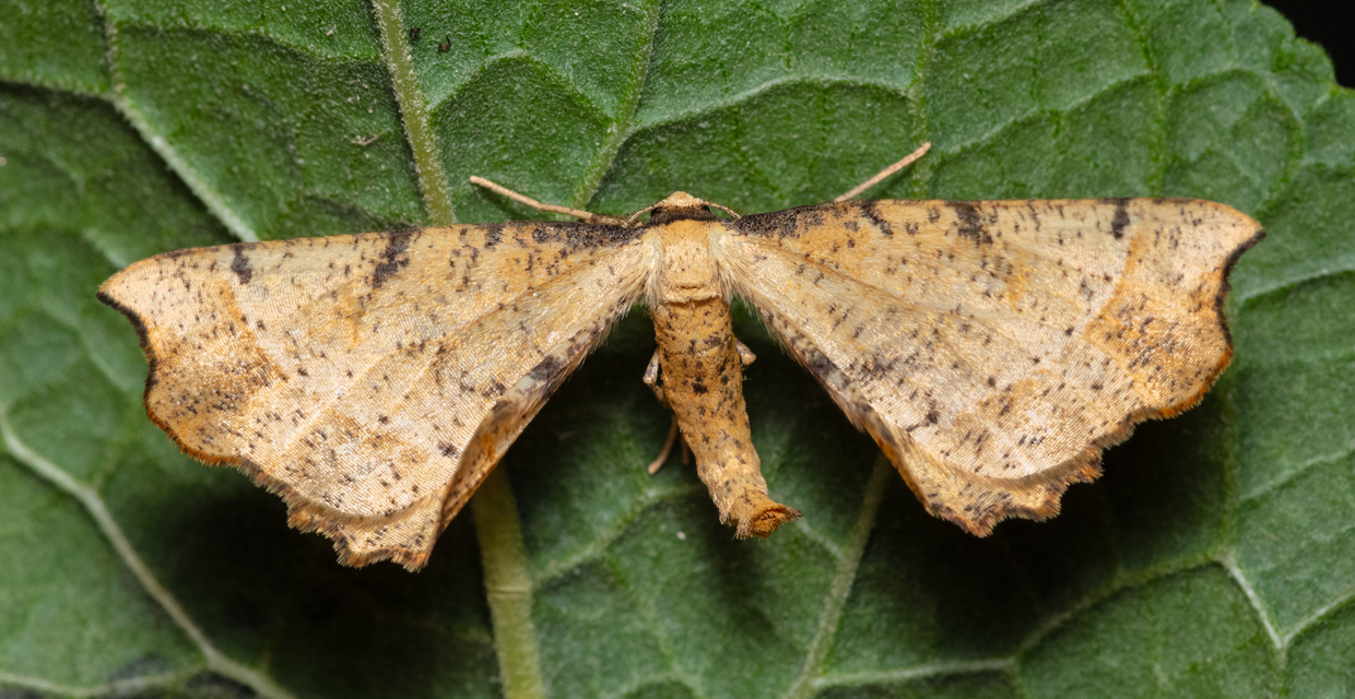 Artiora evonymaria - kecskerágó-araszoló