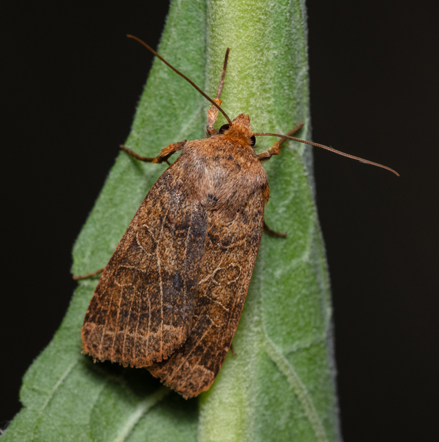 Anchoscelis nitida - rozsdabarna őszibagoly