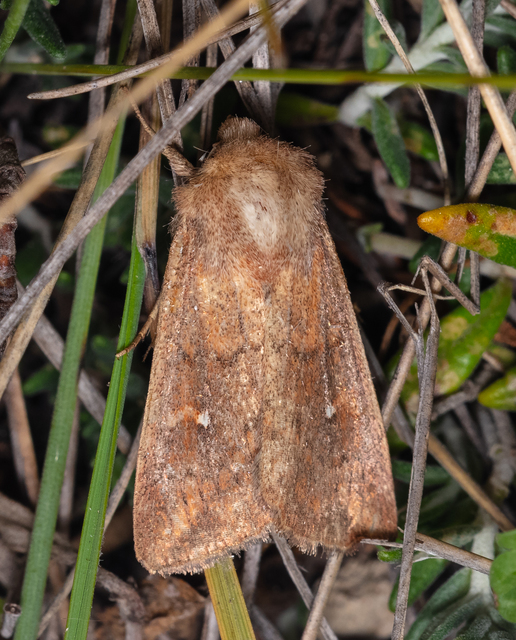 Mythimna albipuncta - fehérpettyes rétibagoly
