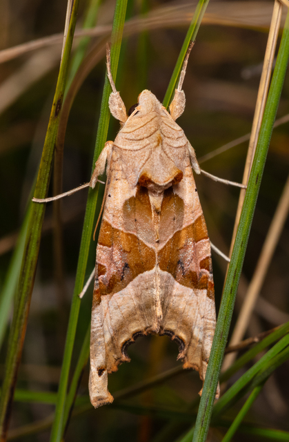 Phlogophora meticulosa - vándorló csipkésbagoly