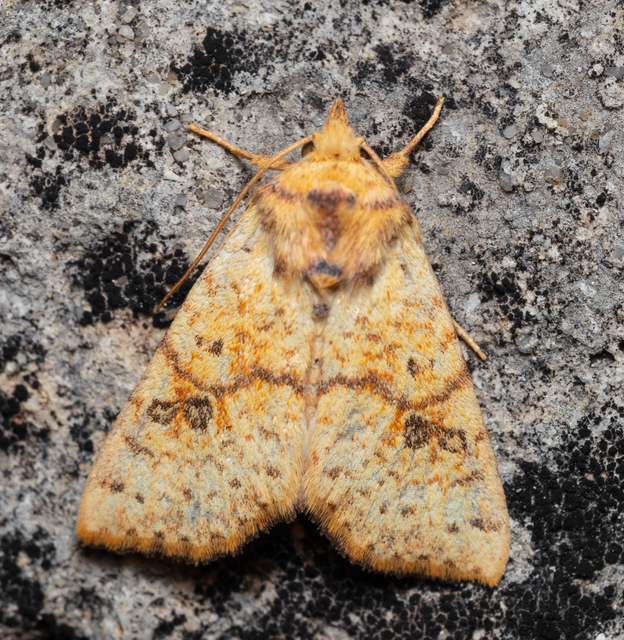 Tiliacea sulphurago - kénes sárgabagoly