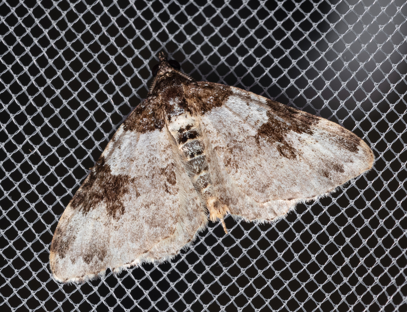 Xanthorhoe fluctuata - közönséges tarkaaraszoló