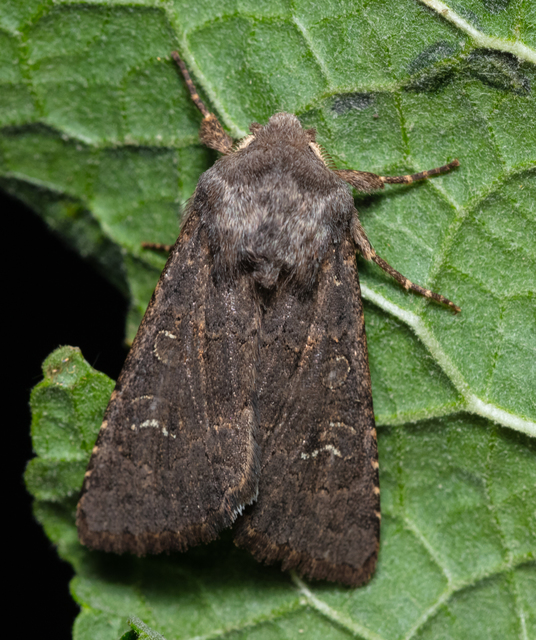 Aporophyla lutulenta - sziki őszibagoly