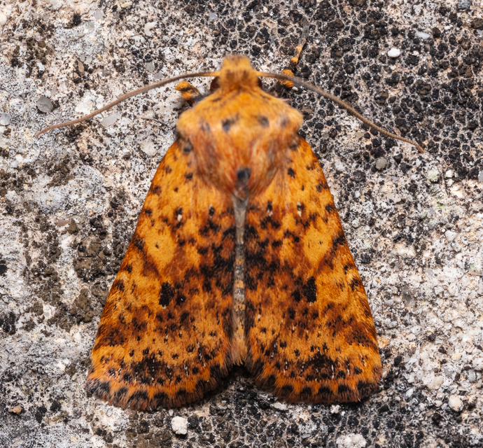 Conistra rubiginea - vörös őszibagoly