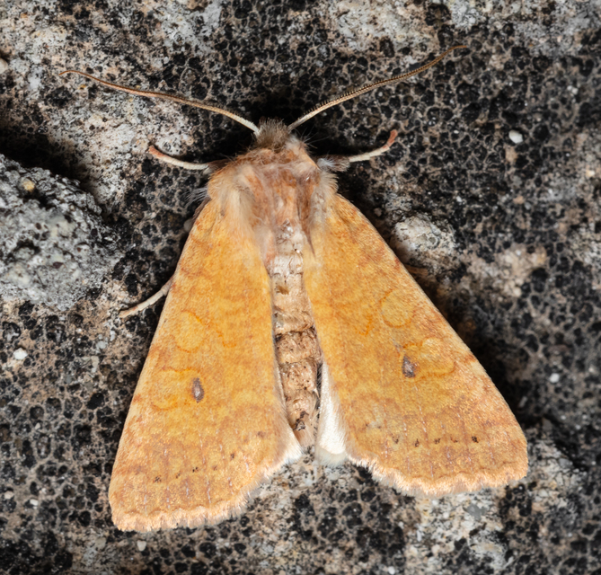 Cirrhia gilvago - foltos sárgabagoly