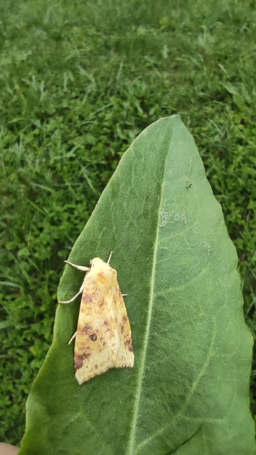 Cirrhia icteritia - nyárfa-sárgabagoly