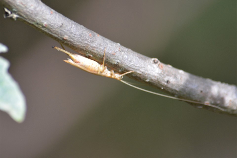 Oecanthus pellucens - pirregőtücsök