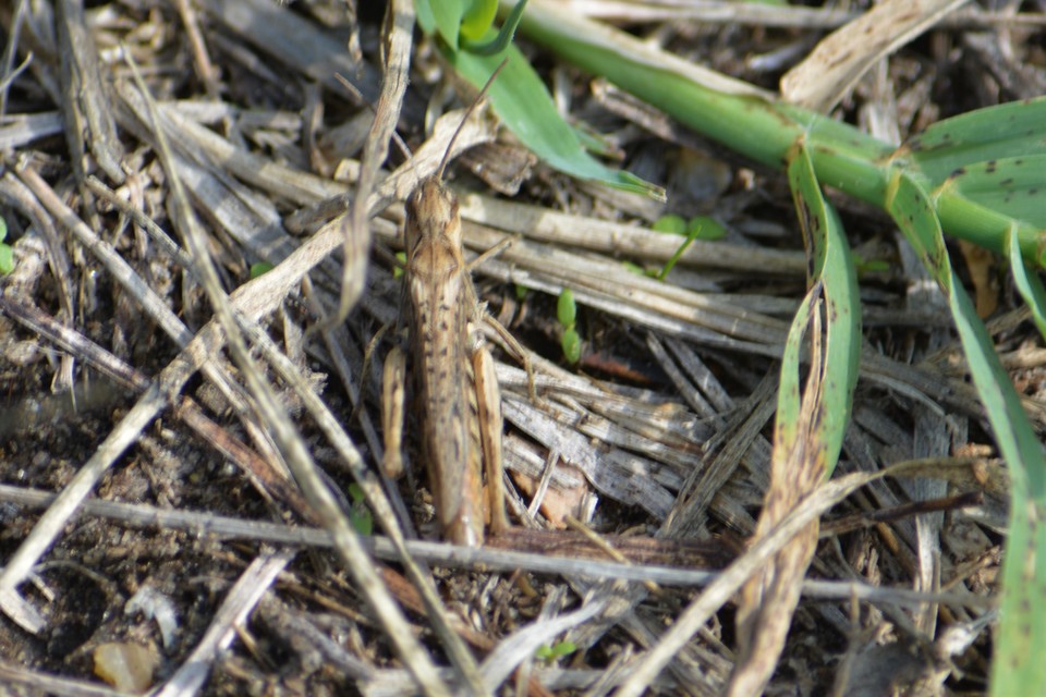 Chorthippus (Glyptobothrus) (subgenus)