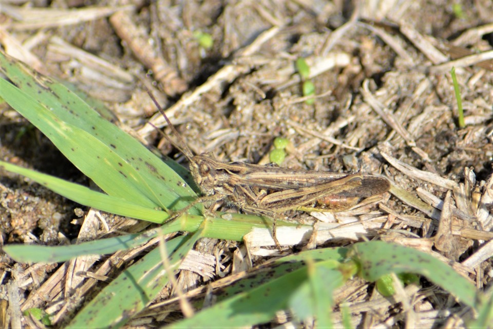 Chorthippus brunneus - közönséges tarlósáska