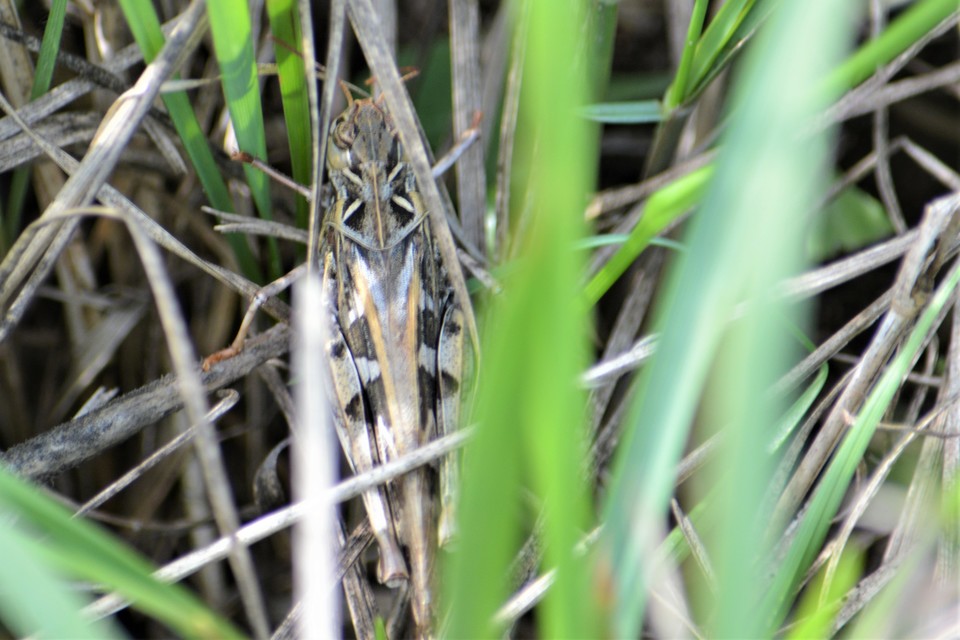Oedaleus decorus - szalagos sáska