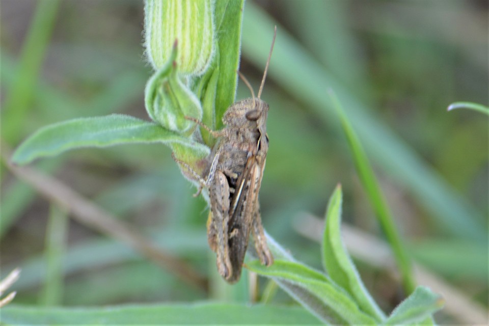 Chorthippus (Glyptobothrus) (subgenus)