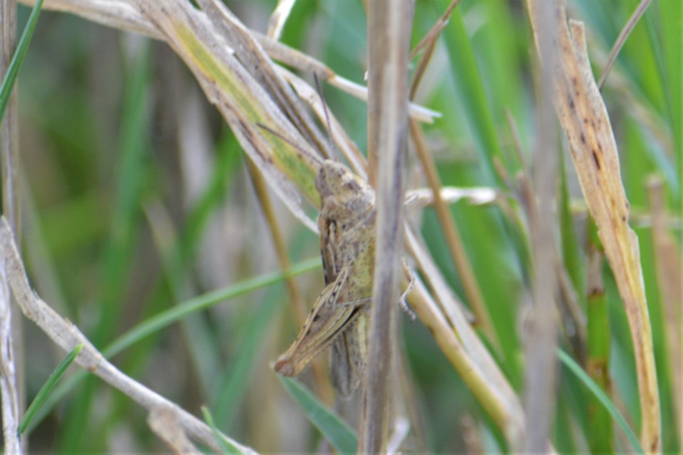 Chorthippus (Glyptobothrus) (subgenus)