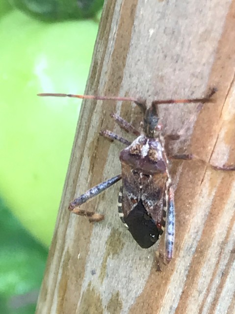 Leptoglossus occidentalis - nyugati levéllábú poloska