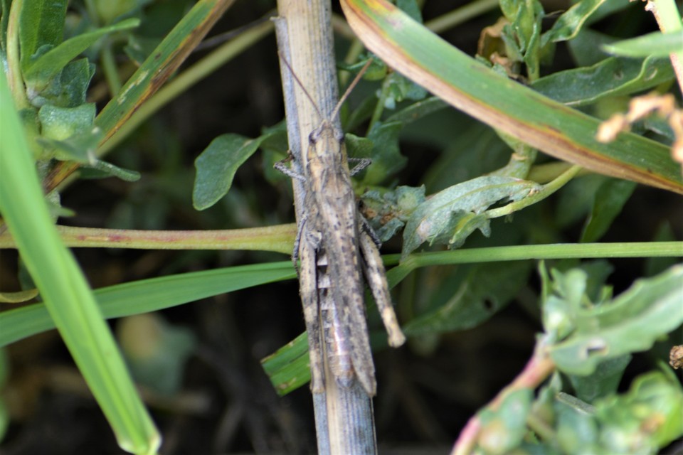 Chorthippus (Glyptobothrus) (subgenus)