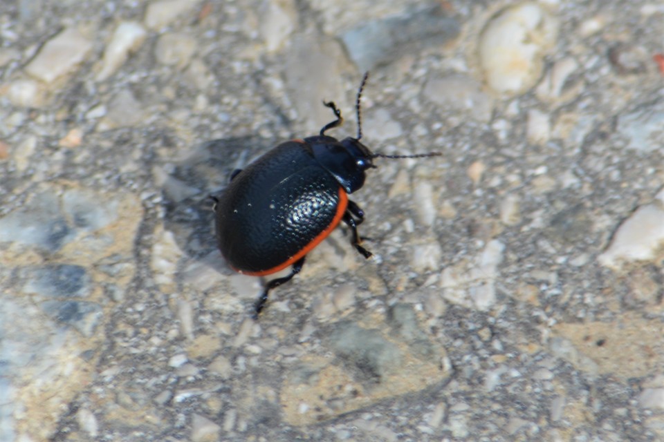 Chrysolina kuesteri - ráncos szegélyeslevelész