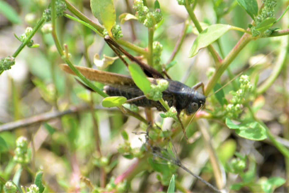 Platycleis grisea - szürke rétiszöcske