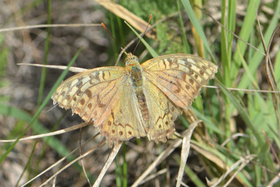 Argynnis pandora - zöldes gyöngyházlepke