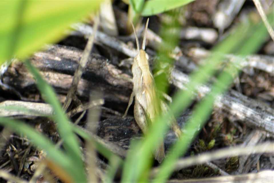 Chorthippus (Glyptobothrus) (subgenus)