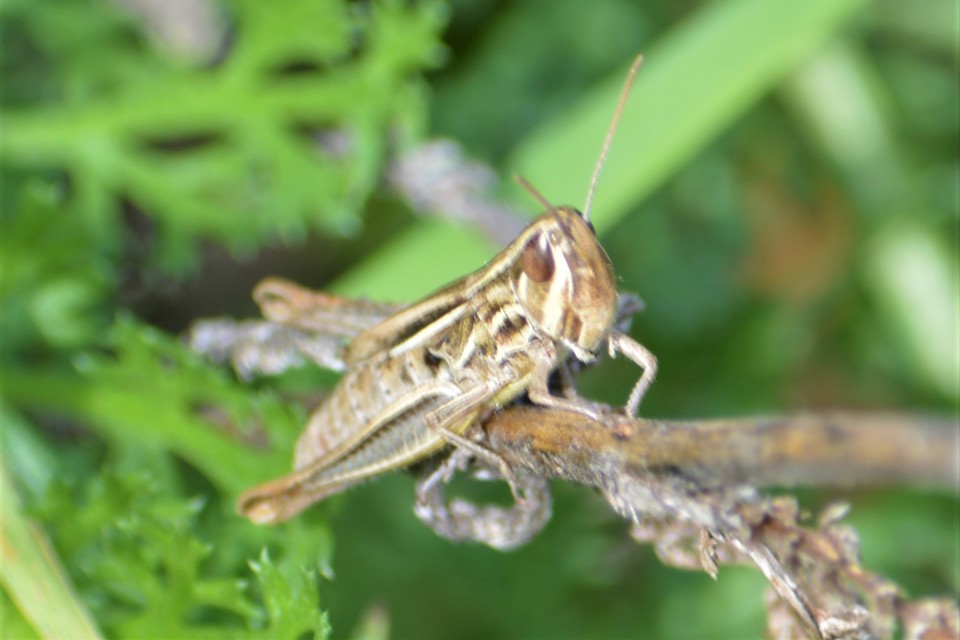 Euchorthippus declivus - rövidszárnyú rétisáska