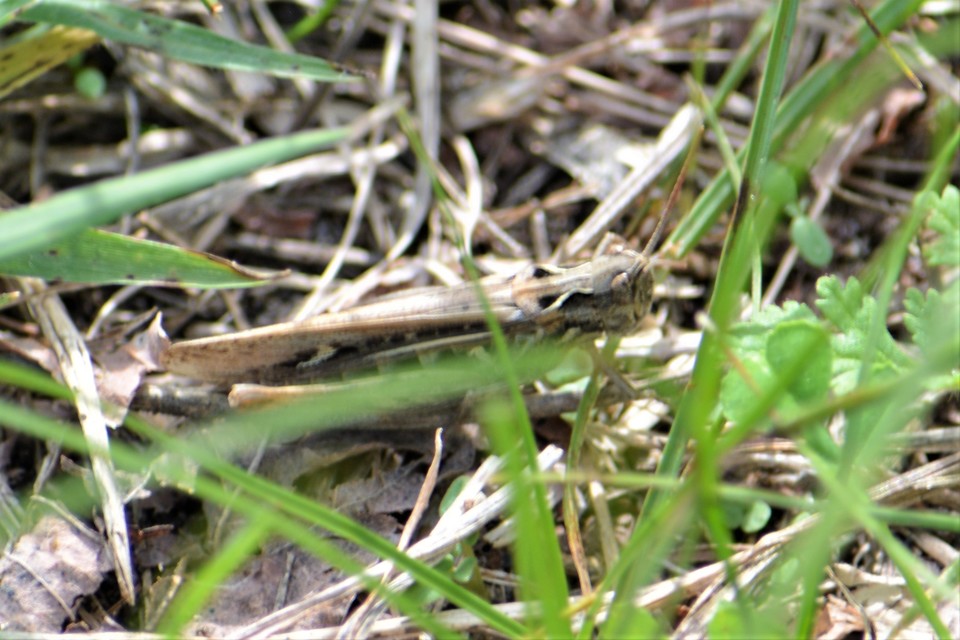 Chorthippus (Glyptobothrus) (subgenus)