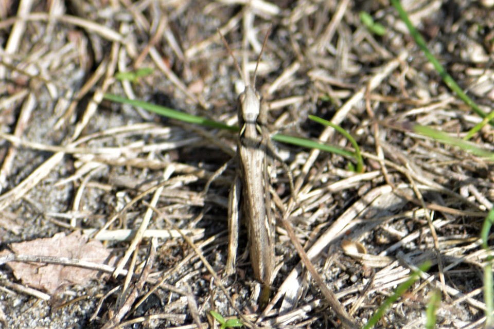 Chorthippus (Glyptobothrus) (subgenus)