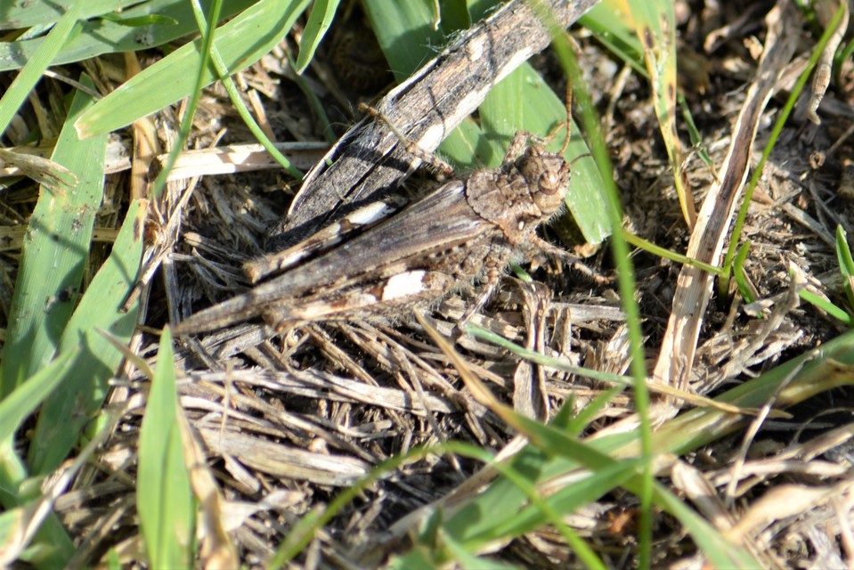 Acrotylus insubricus - önbeásósáska