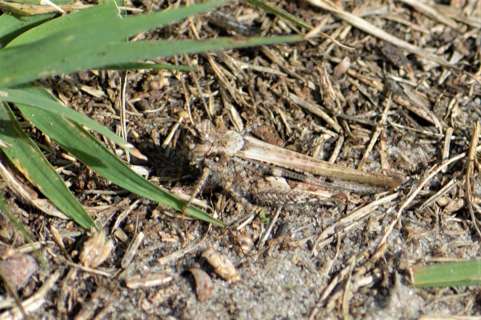Acrotylus insubricus - önbeásósáska